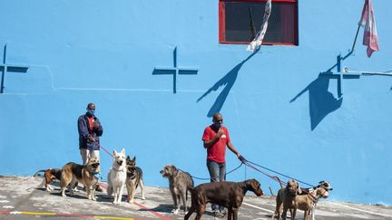 En fin de journée, les animaux effectuent une balade pour profiter du coucher de soleil puis siroter ensuite du ChamPaws, un cocktail à base d'eau, pétales de rose et rooibos ou d’une infusion de feuilles de buisson rouge, une boisson très populaire dans le pays. (ALESSANDRO IOVINO / AFP)