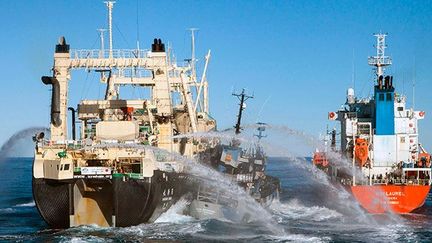 Le 25 février 2013, dans les eaux glacées de l'Antarctique, le «Bob Barker», navire de la flotte de l’ONG écologiste canadienne Sea Shepherd, est pris en sandwich entre le «Nisshin Maru», un baleinier japonais, et le pétrolier «Sun Laurel». (SEA SHEPHERD AUSTRALIA / TIM WATTERS)