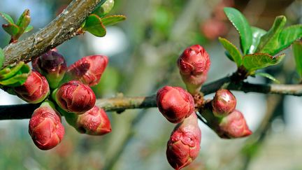 Cet arbuste magnifique annonce le printemps... (ULLSTEIN BILD / GETTY IMAGES)