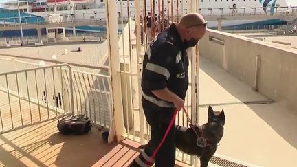 Covid-19 : un chien renifleur pour dépister les passagers d'un ferry