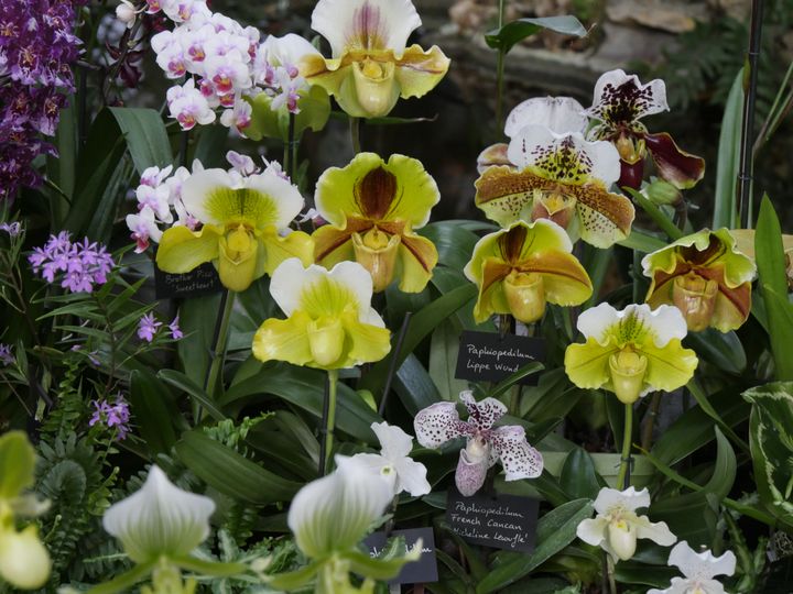 Collection de Paphiopedilum, Vacherot et Lecoufle. (ISABELLE MORAND / RADIO FRANCE)