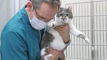 Un vétérinaire examine un chat dans la clinique Pierrefontaine de Mulhouse (Haut-Rhin). (DAREK SZUSTER / MAXPPP)