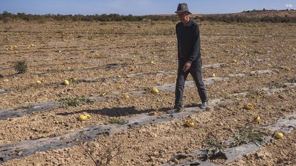 Un agriculteur se promène dans son champ de melon asséché, près de la ville de Saidia, dans le nord-est du Maroc, le 2 novembre 2021. (FADEL SENNA / AFP)