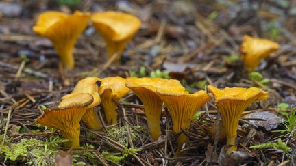 La chanterelle est suffisament présente dans les sous-bois pour se faire une fricassée à la poêle, en toute simplicité. (SVEN ERIK ARNDT / IMAGEBROKER / MAXPPP)