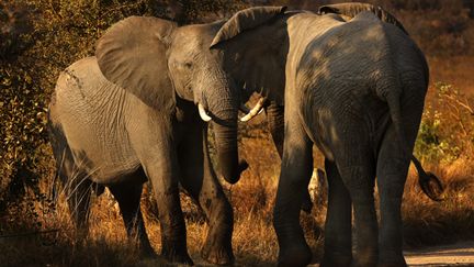 &nbsp; (élephants dans la réserve de Kruger en Afrique du Sud  © Maxppp)