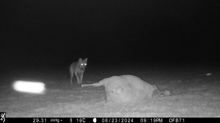 Un loup photographié dans la nuit du 23 au 24 août 2024 sur la commune de Savigny-en-Revermont (Saône-et-Loire). (OFB / PREFECTURE DE SAONE ET LOIRE)