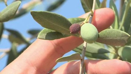 Sécheresse : les oléiculteurs de Provence s'attendent à une baisse drastique de la production