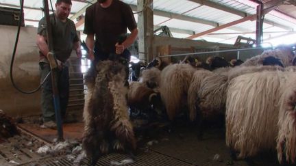 Élevage : la laine de brebis ne fait plus recette