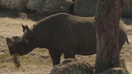 Le zoo de La Teste-de-Buch (Gironde), l’un des plus grands de France, a rouvert ses portes, samedi 6 août. Des centaines d’animaux menacés par les flammes avaient été exfiltrés en urgence il y a trois semaines. (FRANCE 2)