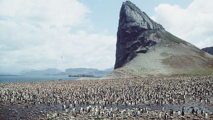 Une colonie de manchots sur les îles Kerguelen. (GLOBAL BOOK PUBLISHING / THE ART ARCHIVE / AFP)