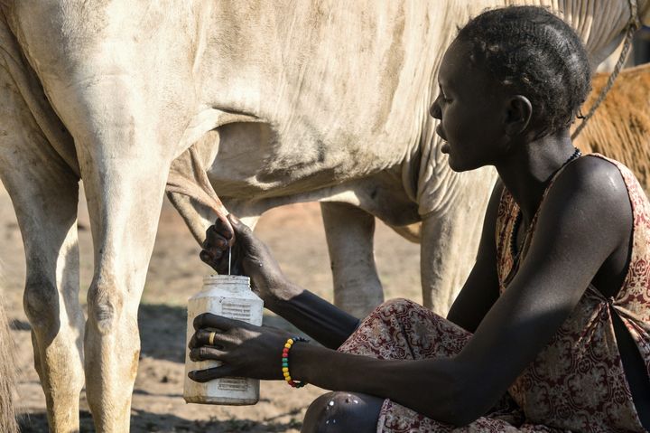 Une femme trait une vache dans le village de Kirgui à Udier (Soudan du Sud), le 9 mars 2019. (SIMON MAINA / AFP)