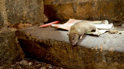 Un rat lors d'une opération de dératisation de l'unité de prévention des nuisances animales de la préfecture de police de Paris en 2013.&nbsp; (JOËL LE GALL / MAXPPP)