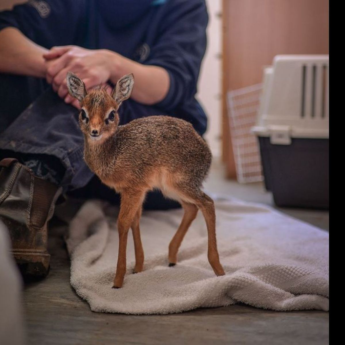 VIDEO. Ce bébé antilope ne mesure que 19 cm (mais il peut déjà bouger son  nez)