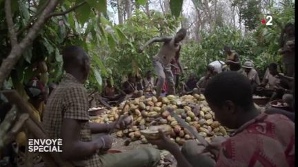 Des enfants prisonniers de la forêt, esclaves dans des plantations de cacao en Côte d'Ivoire (ENVOYÉ SPÉCIAL  / FRANCE 2)