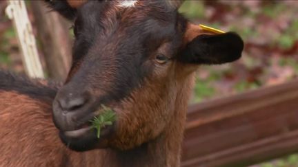 Dans l'Ain, des propriétaires de chèvres récupèrent des sapins de Noël destinés à être jetés. Ils les recyclent en nourriture pour les chèvres. (CAPTURE ECRAN FRANCE 3)