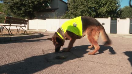 Un chien renifle les sols pour détecter une potentielle fuite d'eau dans les canalisations (France 3 Languedoc-Roussillon)