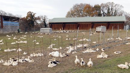 Nouveaux cas de grippe aviaire : l'inquiétude des producteurs de foie gras