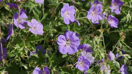 Le géranium 'Rozanne' fleurit de la fin du mois d'avril aux gelées.&nbsp; (ISABELLE MORAND / RADIO FRANCE / FRANCE INFO)