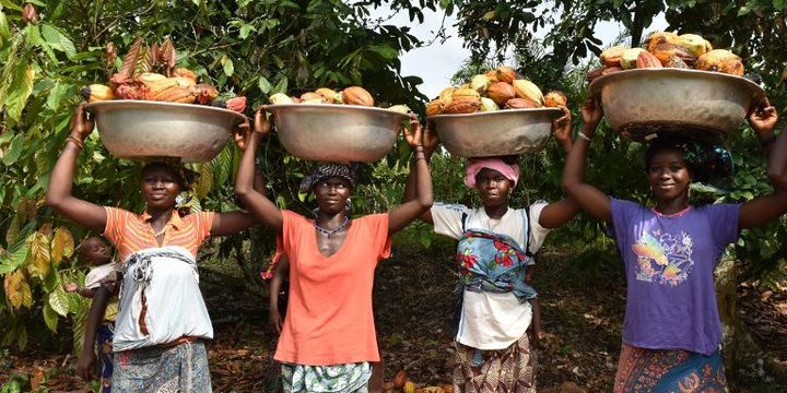 Des Ivoiriennes portent sur la tête les paniers de fèves récoltées dans les plantations de cacao de Bondoukou, le 6 Décembre 2014. (Photo AFP)