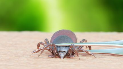 En Alsace, les températures clémentes de février 2019 ont déjà permis la réapparition des tiques (photo d'illustration). (SCIEPRO/SCIENCE PHOTO LIBRARY / SKU / AFP)