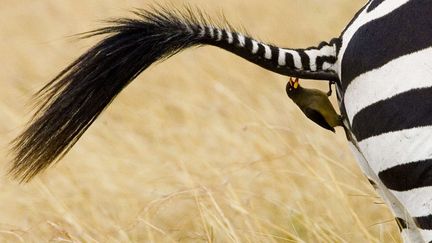 Un piqueboeuf se nourrit de parasites sur la queue d'un z&egrave;bre. (JOANNE WILLIAMS / REX / SIPA)