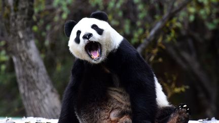 Le panda géant Jia Jia, au Siberian Tiger Park de&nbsp;Changchun (Chine), le 4 octobre 2016. (CHINE NOUVELLE/SIPA / XINHUA)