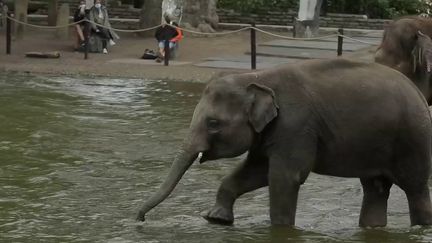 Belgique : le parc zoologique Pairi Daiza, une référence en la matière