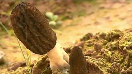 Très prisées, les morilles sont difficiles à cultiver. En Haute-Saône, un jeune agriculteur a réussi à les faire pousser sous serre. (FRANCE 3)