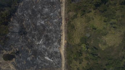 Vue aérienne d'une zone brûlée dans la forêt amazonienne, dans la commune de Novo Progresso, dans le nord du Brésil, le 15 août 2020. (FERNANDO SOUZA / AGIF / AFP)