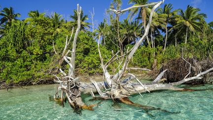 Des arbres déracinés suite à la montée du niveau de la mer sur l'îlot Tepuka au sein de l'atoll de Funafuti, Tuvalu, le 12 octobre 2019.&nbsp; (KYODO / MAXPPP)