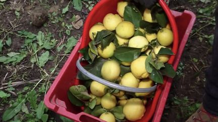 Alpes-Maritimes : la récolte des citrons de Menton a débuté