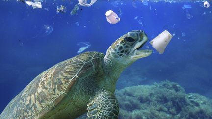 Les chercheurs ont identifié au total 800 particules plastiques de moins de cinq millimètres de long dans l'intestin des tortues autopsiées. (PAULO DE OLIVEIRA / BIOSPHOTO / AFP)