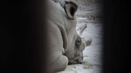 Sudan, le 16 décembre 2009, est assis devant une boîte de transport dans un zoo de Dvur Kralove (République-Tchèque). (MICHAL CIZEK / AFP)