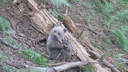 Capture d'&eacute;cran d'une webcam montrant le quotidien de l'oursonne Auberta, en juillet 2014. L'animal a &eacute;t&eacute; retrouv&eacute; mort le 23 novembre 2014. (PARC ANIMALIER DES PYRENEES / YOUTUBE)