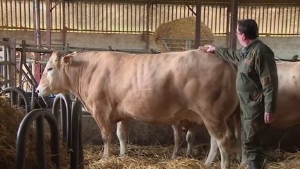 Salon de l'agriculture : des bêtes de concours à Paris