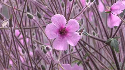 La belle floraison rose du géranium de Madère. (ISABELLE MORAND / RADIO FRANCE / FRANCE INFO)