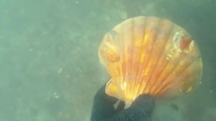 Saint-Malo : ils pêchent la coquille Saint-Jacques en douceur en plongeant