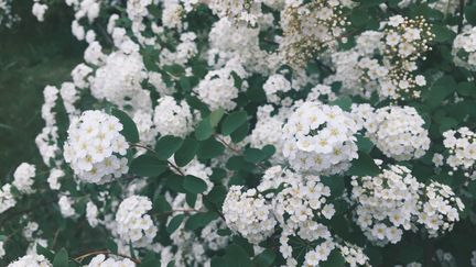 L'Achillée millefeuille en fleurs.&nbsp; (ZIVAN DAI / EYEEM / EYEEM)