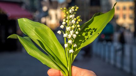 1er : comment le muguet est-il cultivé pour arriver à temps ?