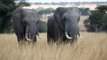 Un couple d'éléphants au Zimbabwe.&nbsp;Les autorités américaines ont&nbsp;réautorisé les chasseurs à importer des trophées d'éléphants tués dans ce pays. (CHRISTIAN ENDER / PICTURE ALLIANCE / AFP)