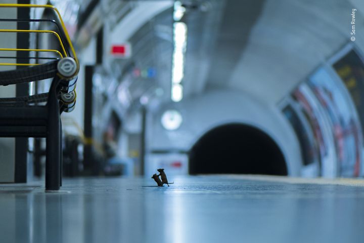 Deux souris se battent pour quelques miettes, sur un quai du métro de Londres. (SAM ROWLEY)