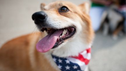 La photo d'un chien corgi prise aux Etats-Unis le 4 juillet 2011. ( GETTY IMAGES )