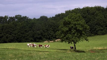 Des vaches dans un champ dans le Jura le 5 ao&ucirc;t 2015. (GUY BOUCHET / PHOTONONSTOP / AFP)