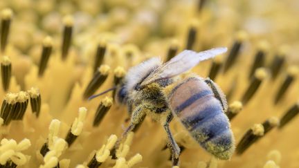 Abeilles : nouvelle polémique sur les insecticides