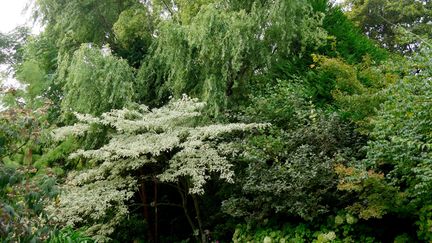 Saule, cornouiller des pagodes (Cornus controversa 'Variegata'), hydrangéas... (ISABELLE MORAND / RADIO FRANCE / FRANCE INFO)