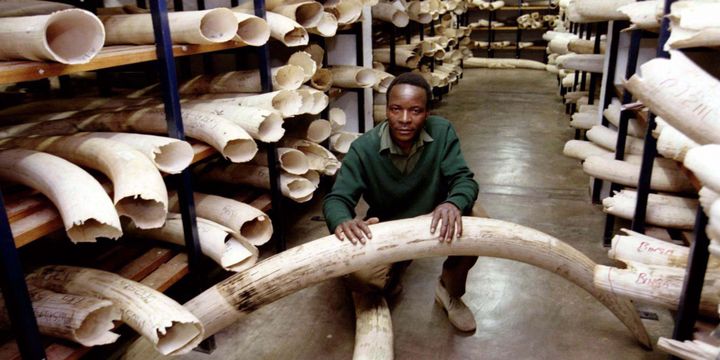 Un entrepôt de défenses d'éléphants saisies par les gardes du parc national du Zimbabwe. (Photo Reuters)