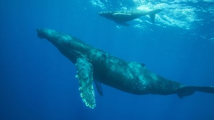 Atlantique : des chercheurs à la poursuite des baleines pour mieux comprendre leur mode de vie