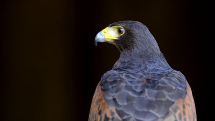 Les fauconniers à l'honneur pour le défilé du 14-juillet