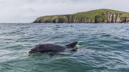 Le dauphin Fungie et la péninsule de Dingle (Irlande), en 2014. (MICHAEL NOLAN / ROBERT HARDING PREMIUM VIA AFP)