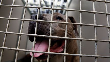 &nbsp;Un chien drogué a tué son maître pendant un tournage de la BBC. (AXEL HEIMKEN / DPA / AFP)